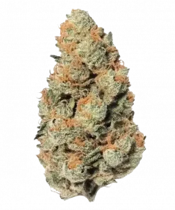 Lemonpaya, yakıtımsı ve tropikal aromaları ile 'a varan THC sunan dengeli bir hibrit türdür. Yüksek verimli bu türün genetik yapısını keşfedin.