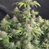 Lemonpaya™ Feminized Esrar Tohumu (Fast Buds)