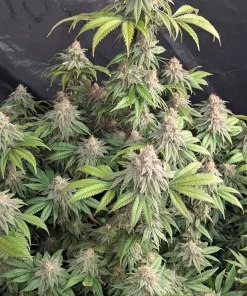 Lemonpaya™ Feminized Esrar Tohumu (Fast Buds)