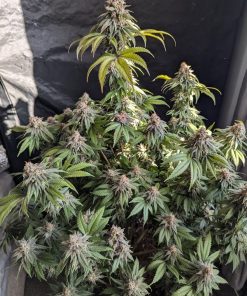 Lemonpaya™ Feminized Esrar Tohumu (Fast Buds)