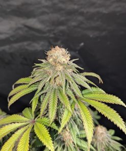 Lemonpaya™ Feminized Esrar Tohumu (Fast Buds)