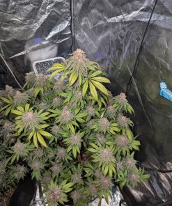 Lemonpaya™ Feminized Esrar Tohumu (Fast Buds)