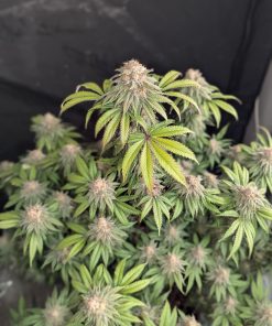 Lemonpaya™ Feminized Esrar Tohumu (Fast Buds)