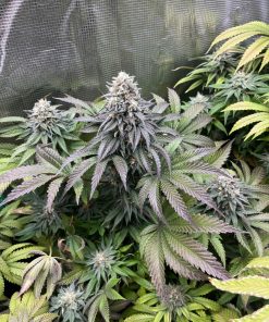 Lemonpaya™ Feminized Esrar Tohumu (Fast Buds)