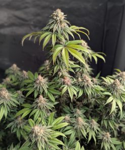 Lemonpaya™ Feminized Esrar Tohumu (Fast Buds)