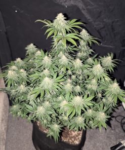 Lemonpaya™ Feminized Esrar Tohumu (Fast Buds)