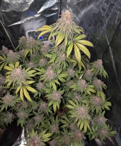 Lemonpaya™ Feminized Esrar Tohumu (Fast Buds)