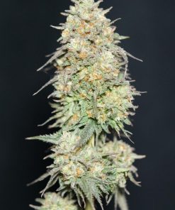 Lemonpaya™ Feminized Esrar Tohumu (Fast Buds)