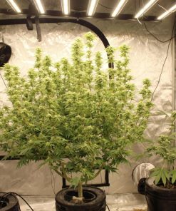 Lemonpaya™ Feminized Esrar Tohumu (Fast Buds)