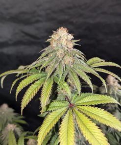 Lemonpaya™ Feminized Esrar Tohumu (Fast Buds)