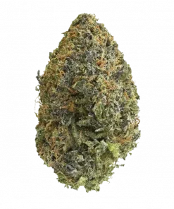 Lethal Protector, böğürtlen aromalı ve yüksek THC'li Indica baskın bir türdür. Uykusuzluk ve ağrı için ideal. Bu eşsiz türü keşfedin.