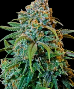 Liberty Haze Feminized Esrar Tohumu (Barney's Farm)