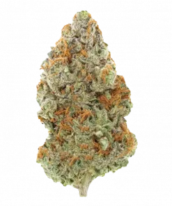 Lilac Cherry Blossom, çiçeksi aroması ve rahatlatıcı etkileriyle bilinen Indica dominant bir türdür. Yüksek THC içeriğiyle öne çıkar. Özelliklerini keşfedin.