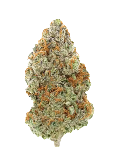 Lilac Cherry Blossom, çiçeksi aroması ve rahatlatıcı etkileriyle bilinen Indica dominant bir türdür. Yüksek THC içeriğiyle öne çıkar. Özelliklerini keşfedin.