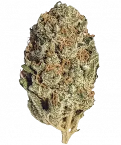 Lilac Diesel, yakıtımsı ve tatlı aromasıyla öne çıkan dengeli bir hibrit türüdür. Enerji verici etkileriyle yaratıcılığınızı keşfedin. Genetik yapısını görüntüleyin.