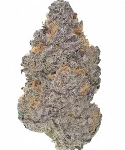 Lilac OG BX1, yakıtımsı ve çiçeksi aromalarıyla öne çıkan Indica dominant bir türdür. Yüksek THC içeriğiyle ağrı ve uykusuzluğa iyi gelir. Etkilerini keşfedin.