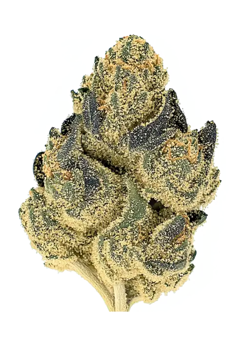 Lime Glaze, tatlı limon aroması ve yüksek THC içeriğiyle öne çıkan Indica baskın bir türdür. Hızlı hasat ve güçlü etkileri keşfedin.