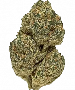 Lime OG, sert yakıtımsı aroması ve yüksek THC içeriğiyle bilinen dengeli bir hibrit türüdür. Enerji verici etkilerini keşfedin ve hemen görüntüleyin.