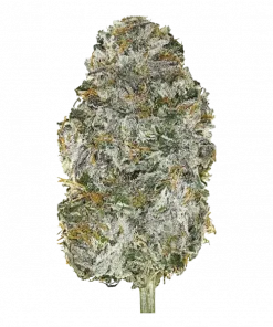 Lime Sickle, yoğun limon aroması ve canlandırıcı etkileriyle bilinen Sativa baskın bir türdür. Zkittlez ve Gelato genetiğini keşfedin ve özelliklerini görüntüleyin.