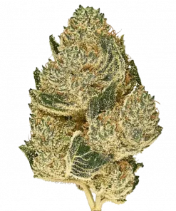 Lime Souffle, tatlı limon aroması ve rahatlatıcı etkileriyle bilinen Indica dominant bir türdür. Yüksek verim potansiyelini ve faydalarını keşfedin.