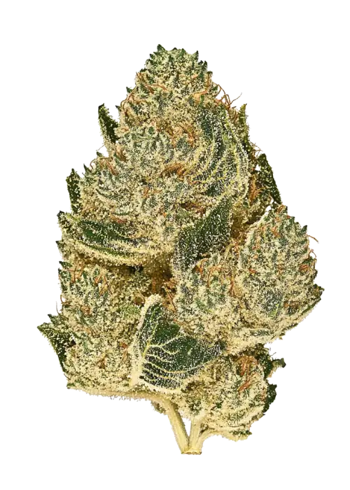Lime Souffle, tatlı limon aroması ve rahatlatıcı etkileriyle bilinen Indica dominant bir türdür. Yüksek verim potansiyelini ve faydalarını keşfedin.