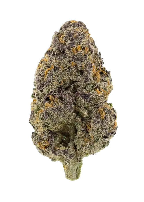 Lime Verbena, yoğun limon ve narenciye aromalarıyla öne çıkan Sativa baskın bir türdür. Enerjik etkileri ve kolay yetiştirme özellikleriyle keşfedin.