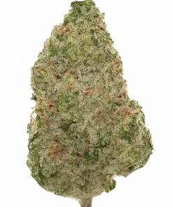 Limelight, ferahlatıcı lime aroması ve yüksek enerjisiyle öne çıkan sativa baskın bir türdür. Canlandırıcı etkilerini ve genetik yapısını keşfedin.