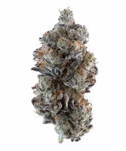 Limousine, yakıtımsı ve baharatlı aromaları ile öne çıkan Indica dominant bir türdür. Rahatlatıcı etkileriyle bilinen bu özel türü keşfedin.