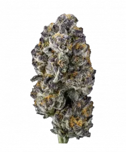 Lingerie, tatlı meyve ve vanilya aromalarıyla öne çıkan Indica dominant bir türdür. Yüksek THC içeriğiyle derin rahatlama sağlar. Genetik yapısını keşfedin.