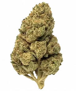 Lion OG, naneli çam aroması ve dengeli etkisiyle öne çıkan hibrit bir türdür. Ağrı ve anksiyeteye iyi geldiği bilinir. Özelliklerini keşfedin.