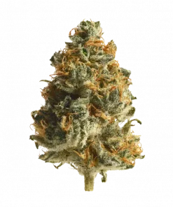 Little Tokyo, yakıtımsı ve portakal aromalarıyla öne çıkan Sativa baskın bir türdür. Canlandırıcı etkileriyle bilinir. Genetik yapısını keşfedin ve deneyimini görüntüleyin.