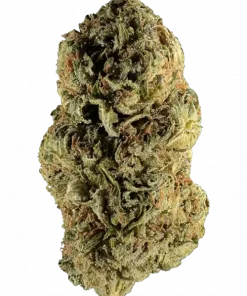 Lollypop, tatlı yaban mersini aroması ve rahatlatıcı etkileriyle bilinen Indica baskın bir türdür. Orta seviye THC içeriğiyle öne çıkar. Özelliklerini keşfedin.