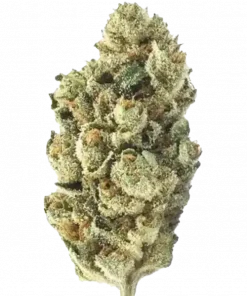 London Pound Cake, tatlı meyve aromaları ve yüksek THC içeriğiyle öne çıkan Indica dominant bir türdür. Genetik yapısını ve potansiyel faydalarını keşfedin.