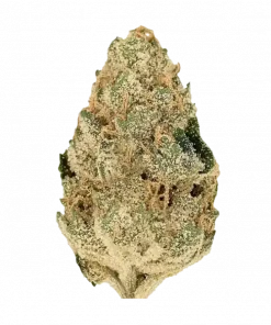 L'Orange, belirgin narenciye aroması ve yüksek enerjisiyle öne çıkan Sativa baskın bir türdür. Canlandırıcı etkilerini ve genetik yapısını keşfedin.