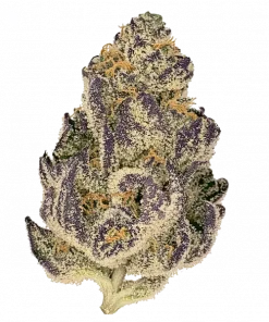 Los Celos, tatlı meyve aromaları ve rahatlatıcı etkileriyle bilinen Indica baskın bir türdür. Depresyon ve uykusuzluk için ideal. Özelliklerini keşfedin.