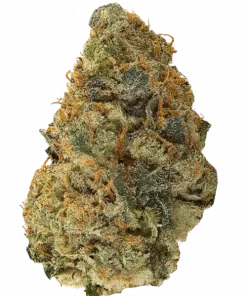 Loud Pipes, sert yakıtımsı aroması ve yüksek THC içeriğiyle bilinen dengeli bir hibrit türdür. Enerji verici ve rahatlatıcı etkilerini keşfedin.