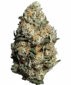 Love Drunk, meyveli aroması ve THC oranıyla öne çıkan dengeli bir hibrit türdür. Canlandırıcı etkileriyle bilinen bu türü hemen keşfedin.