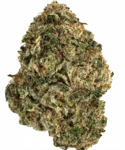 Lowryder, narenciye aromaları ve hızlı büyüme özelliğiyle bilinen bir otomatik çiçeklenen türdür. Depresyon ve stresi azaltmaya yardımcı Indica genetiğini keşfedin.