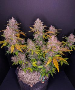 LSD-25 Auto Fem Esrar Tohumu (Fast Buds)