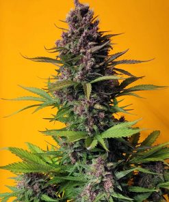 LSD-25 Auto Fem Esrar Tohumu (Fast Buds)