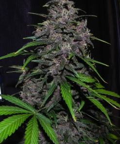 LSD-25 Auto Fem Esrar Tohumu (Fast Buds)