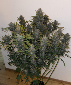 LSD-25 Auto Fem Esrar Tohumu (Fast Buds)