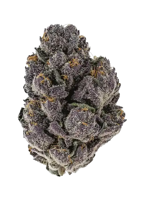 LSD-25 Auto, yakıtımsı aroması ve THC oranıyla öne çıkan Indica dominant bir türdür. Etkilerini ve genetik yapısını keşfetmek için hemen görüntüleyin.