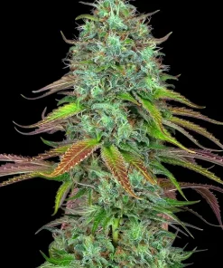 LSD Auto Fem Esrar Tohumu (Barney's Farm)