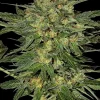 LSD-Feminsed Feminized Esrar Tohumu (Barney's Farm)