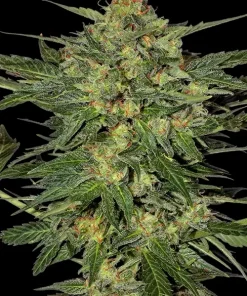 LSD-Feminsed Feminized Esrar Tohumu (Barney's Farm)