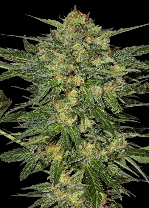 LSD-Feminsed Feminized Esrar Tohumu (Barney's Farm)