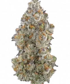 Lucid Blue, yüksek THC ve tatlı yaban mersini aromasıyla bilinen Sativa baskın bir türdür. Enerji verici etkilerini ve genetik yapısını keşfedin.