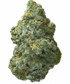 Lucky 123, tropikal meyve ve yakıtımsı notalarıyla öne çıkan dengeli bir hibrit türdür. Yüksek verimiyle bilinen bu türün genetik yapısını keşfedin.