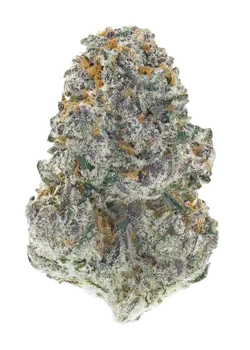 Lung Buster, sert yakıtımsı aroması ve yüksek THC içeriğiyle öne çıkan Indica baskın bir türdür. Derin rahatlama ve potansiyel faydalarını keşfedin.